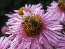 Herbstastern 036.jpg